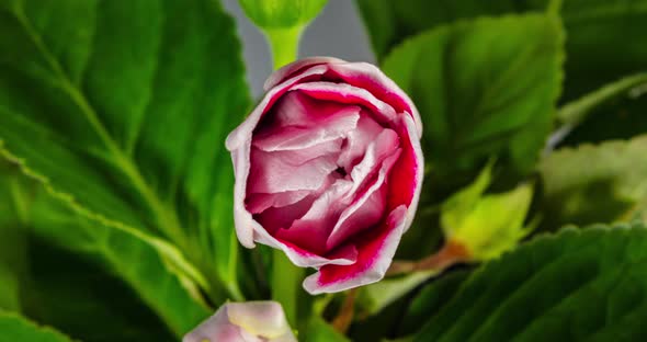 Detailed macro time lapse of a blooming red white rose flower