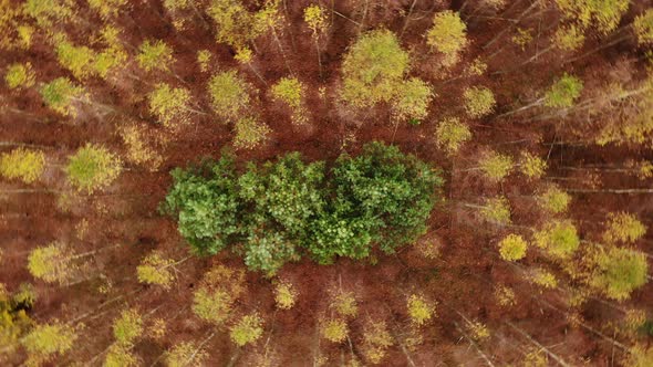 Autumn Birch Forest. Aerial View. alt