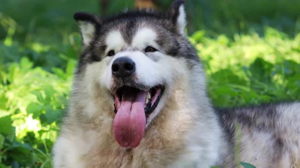 Portrait of Alaskan Malamute Dog Outdoors