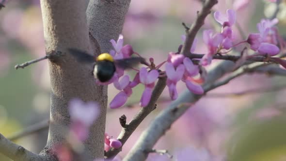 A bumblebee collects Nectar from a Flower, slow-motion footage alt