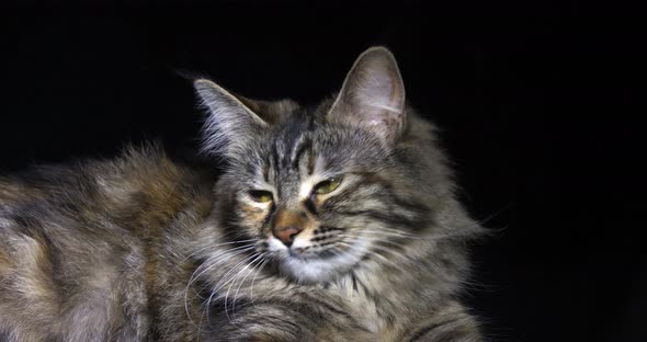 Tortie Maine Coon Domestic Cat, Female laying against Black Background, Licking, Normandy in France alt