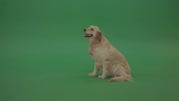 Green Screen Animal Golden Retriever Gun Dog Bird Dog Sit Isolated On Green Chromakey Background alt