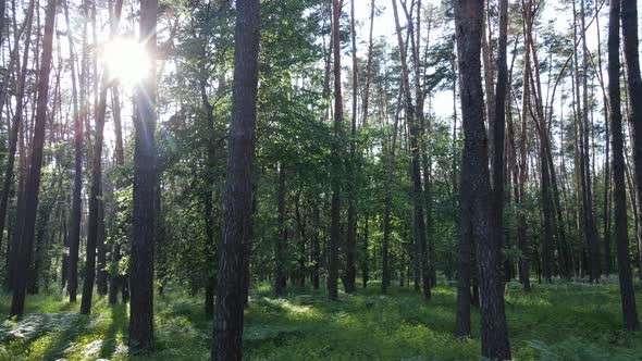 Trees in the Forest By Summer Day alt