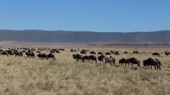 A slow motion clip of a herd wildebeest, Connochaetes taurinus or Gnu marching across a open plain d alt