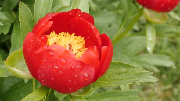 Opening of Paeonia peregrina flower shallow DOF 4K 2160p 30fps UltraHD footage - Close-up of  red Pa alt