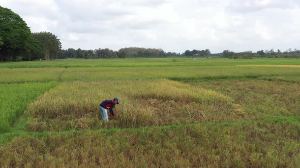 Aerial view of farmer harvesting at rice terrace field