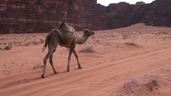 Lonely Camel Walking on a Desert Road in Wadi Rum, Jordan on a Bright Day alt