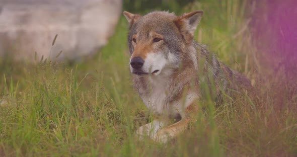 Closeup of a Large Adult Male Grey Wolf Looks and Smells After for Prey in a Grass Meadow alt