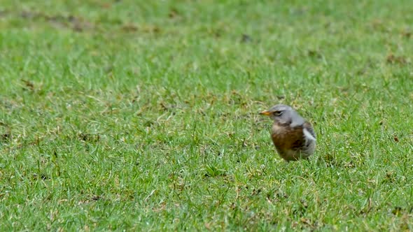 Single Fieldfare on a grassy field facing forward then walking out of frame, in the North Pennines C alt