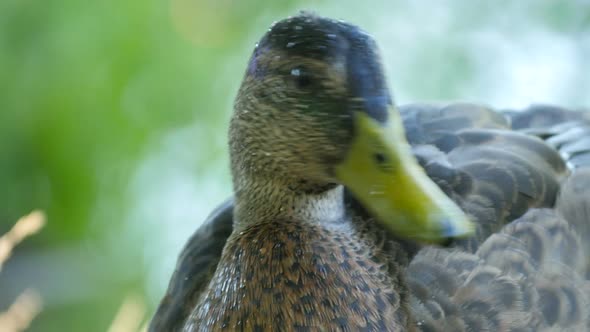 Close up of a duck 