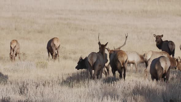 A herd of wild elks in the Rocky Mountain National Park alt