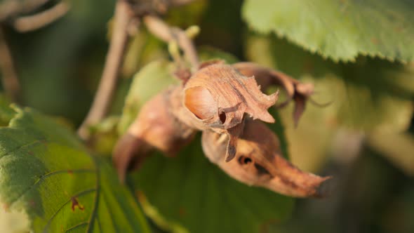 Common hazel fruit on tree branches 4K 2160p 30fps UltraHD footage - Orchard of Corylus avellana sha alt