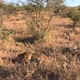Golden evening light reveals cheetah and cute cubs at antelope carcass - VideoHive Item for Sale