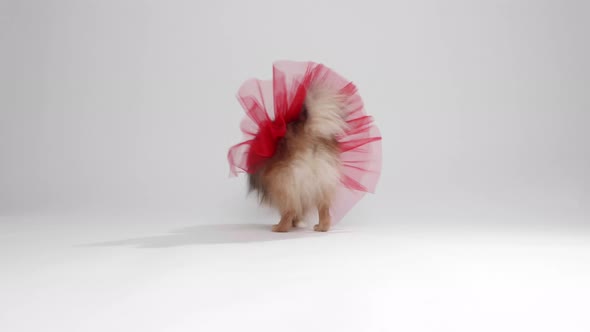 Pomeranian Spitz with red skirt