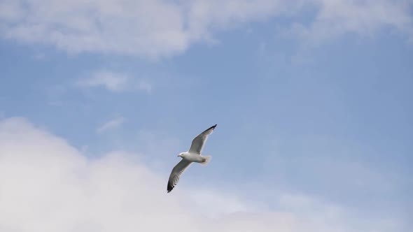Slow Motion of a Seagul Flying Over Ocean Coast