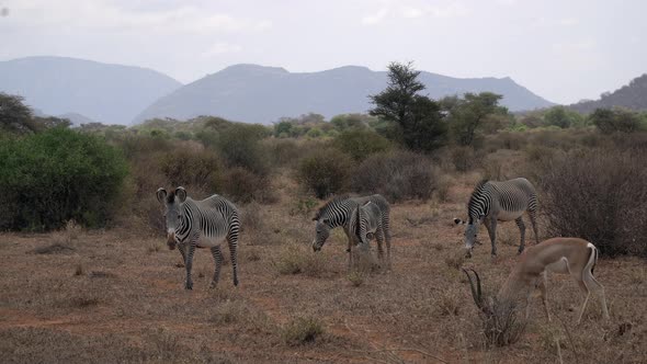 Zebras and gazelles in a Kenyan national park alt