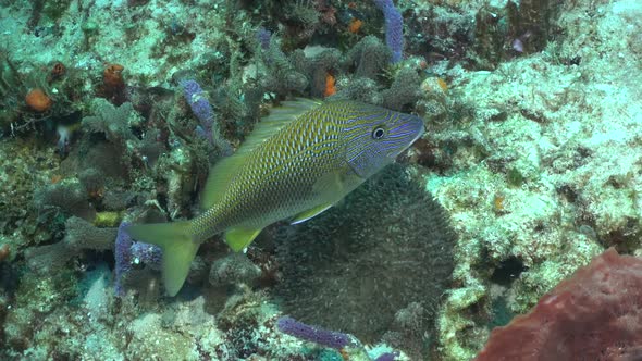 Caesar grunt (Haemulon cabonarium) close up Cozumel, Caribbean Sea, Mexico alt
