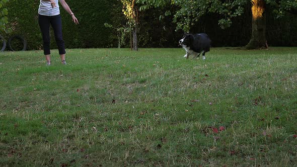 980136 Woman with Border Collie Dog walking on Grass, Playing Ball, Slow motion alt