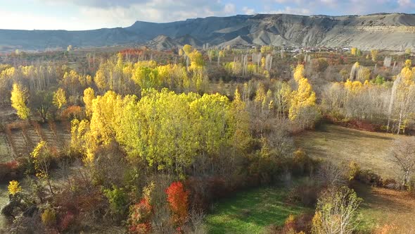Large Valley Covered With Poplar Trees Colored in Autumn alt