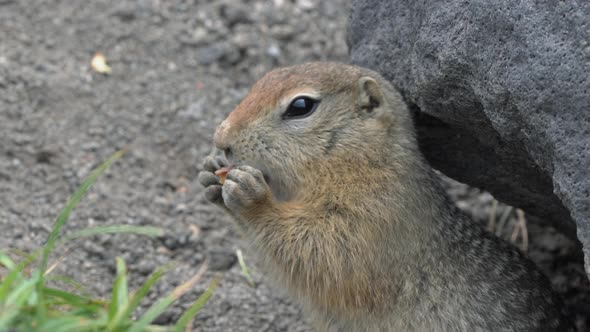 Expression Arctic Ground Squirrel Eating Cracker Holding Food in Paws