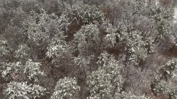 Descending on forest under snow 4K aerial video alt