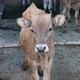One Brown Calf Came Close and Looks - VideoHive Item for Sale