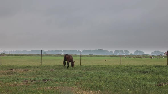 Beauty Brown Horse Grazes in The Paddock of a Rural Farm