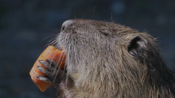 Portrait close up of sweet Nutria Coypu eating carrot and enjoying sunshine alt