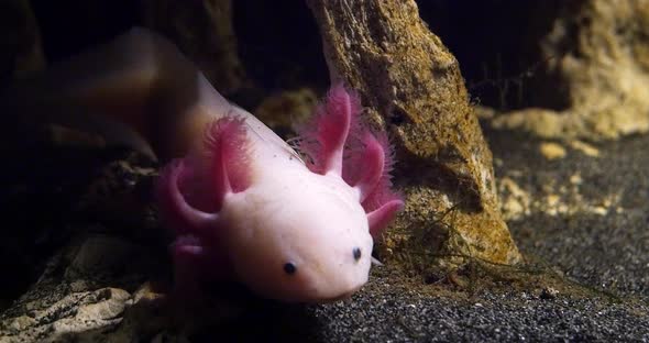 Axolotl, ambystoma mexicanum, Real Time 4K alt