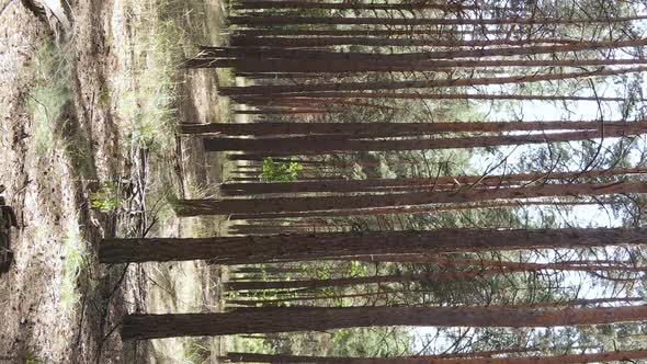 Vertical Video of a Wild Pine Forest Slow Motion alt