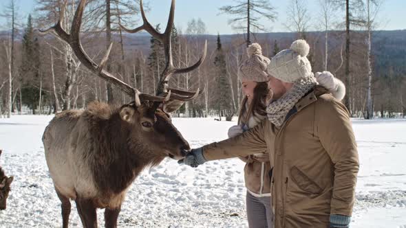 Lovely Couple Feeding Red Deer alt
