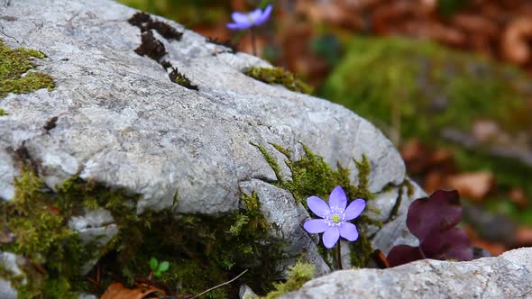 Small Blue Flower and Rocks