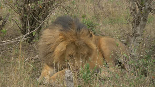 Lion cleaning its front paws alt