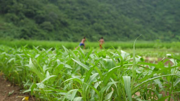 Convolvulus And Kid Running At The Back alt