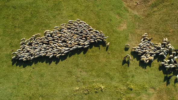 Sheep Herd Grazing alt
