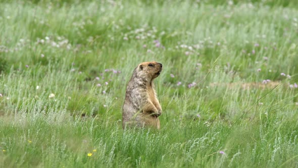 Real Wild Marmot in a Meadow Covered With Green Fresh Grass alt