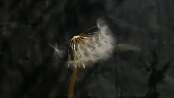 Blowball dandelion  seed flying from flower slow motion 1080p FullHD video - Taraxacum plant seed he alt