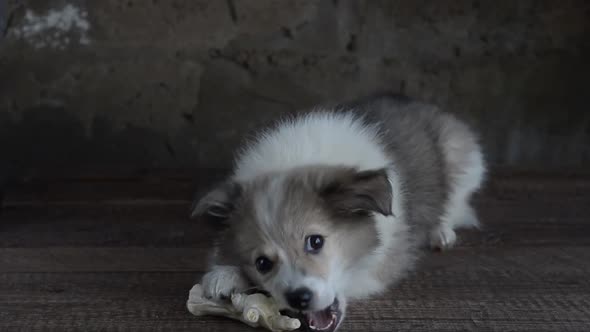 A Small Puppy Nibbles a Treat for Dogs a Chicken Paw Lying on a Defocused Background of a Wooden