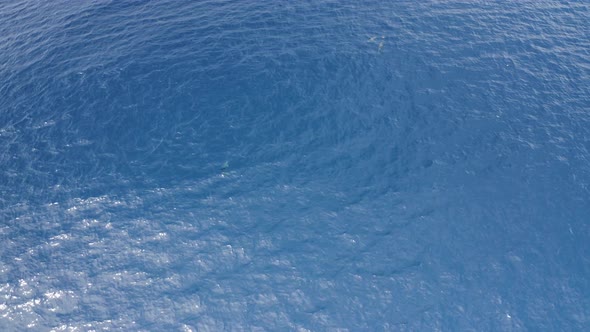 Aerial view of dolphins in open water at Reunion Island. alt