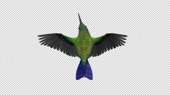 Sunangel Hummingbird - Flying Loop - Top Back CU - Alpha Channel