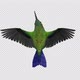Sunangel Hummingbird - Flying Loop - Top Back CU - Alpha Channel - VideoHive Item for Sale