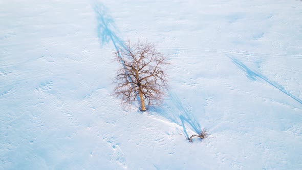 A lonely tree in a field in winter aerial view