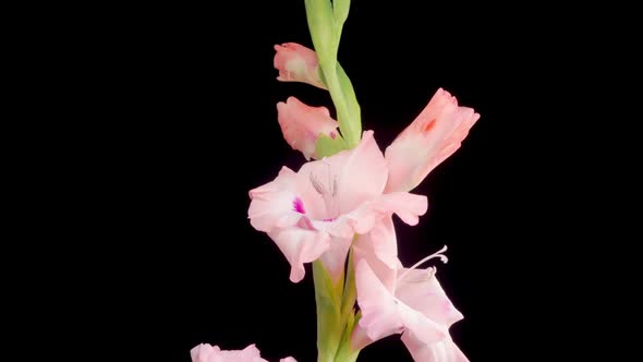 Time lapse of Opening Pink Gladiolus Flower alt