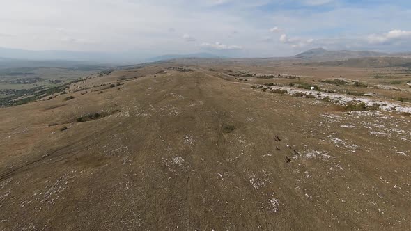 Aerial FPV Drone Flying with a Large Herd of Wild Horses Galloping Fast Across Steppe alt