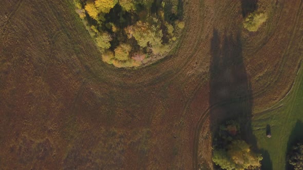 Flying Above a Beautiful Birch Grove in Autumn. Yellow Birch in the Ravine. Aerial View