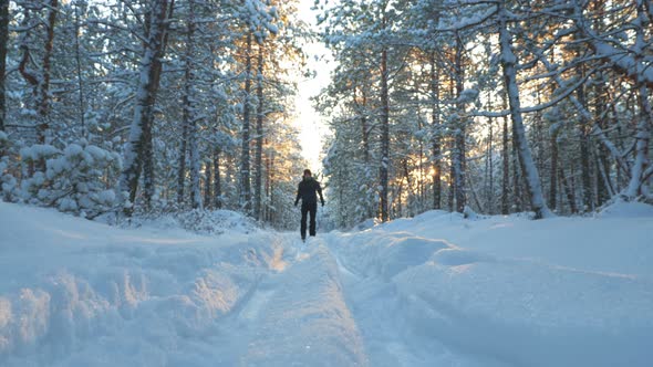 A Young Man is Skiing in the Winter Forest alt