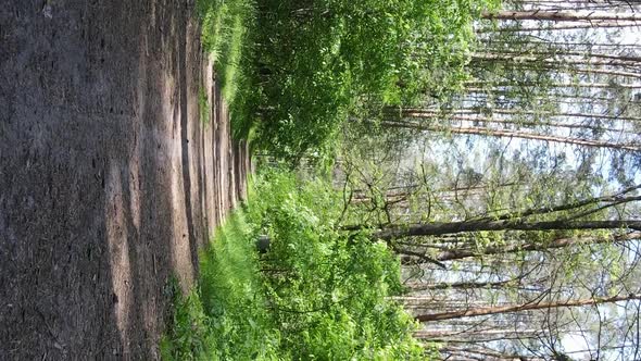 Vertical Video Aerial View Inside a Green Forest with Trees in Summer alt