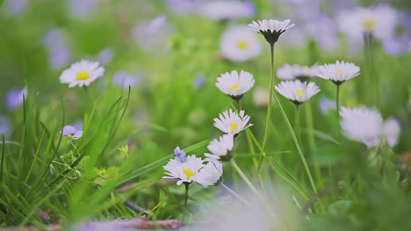 Spring Alpine Meadow with White Bellis