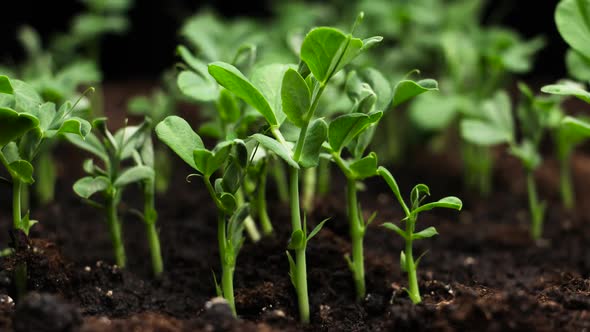 Plant Time Lapse alt