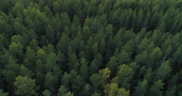 Wild Green Forest Aerial View Descending Drone Shot alt